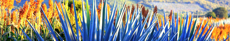 topimage_blue-agave
