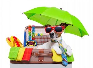 dog picnic with green umbrella
