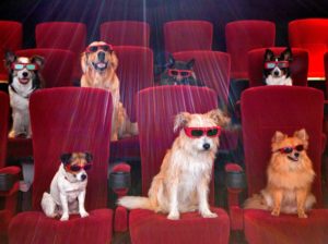 dogs cooling in theater